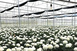 Đổi đời từ vùng đất nghèo nhờ sản xuất nông nghiệp công nghệ cao