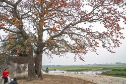 Vì một miền quê đáng sống: Cây gạo - 'Biểu tượng sống' lặng thầm của làng quê