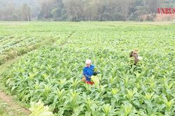 'Ánh sáng hy vọng' trong xóa đói giảm nghèo ở Cao Bằng