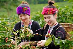 Giá cà phê hôm nay 31/10/2025: Tăng mạnh, chinh phục thị trường Hàn Quốc