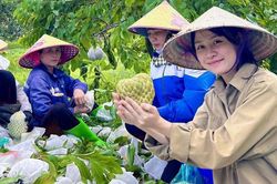 Cô gái Gen Z Nghệ An bỏ phố về quê làm 'người kể chuyện nông sản'
