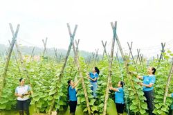 Phụ nữ xã Hà Long giúp hội viên giảm nghèo