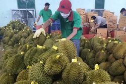 Xuất khẩu sầu riêng sang Trung Quốc đã ổn định trở lại, mỗi ngày 300 - 400 xe được thông quan