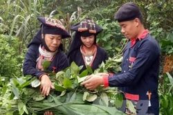 Từ lá thuốc người Dao: Nghĩ về công tác dân tộc và tri thức bản địa