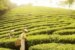 Từ vùng đất nghèo đến miền no ấm: Câu chuyện đổi thay từ KTTT ở Tuyên Quang