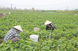 Rau khan hiếm do mưa lũ, một vùng trồng ở Nghệ An bội thu nhờ chủ động tiêu úng