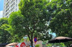 Hà Nội: Nhiều nguyên nhân khiến 'chợ cóc' vẫn tồn tại