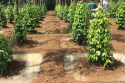 Giá nông sản hôm nay 6/11: Giá cà phê hạ nhiệt, tiêu ổn định ngưỡng cao