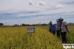 Chi cục Trồng trọt và Bảo vệ thực vật Nghệ An: Hành trình 40 năm bảo vệ những mùa vàng