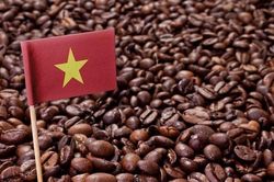 Ngành cà phê Việt Nam đứng trước bước ngoặt lịch sử để vươn lên dẫn đầu thế giới