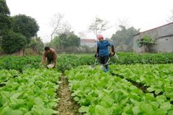 Mưa lũ kéo dài, giá thực phẩm đẩy CPI tháng 10 tăng nhẹ