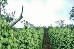 Giá tiêu hôm nay 7/11: Tiêu trong nước giữ vững mốc an toàn
