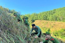 Công an, dân quân xã Đắc Pring giúp dân thu hoạch lúa