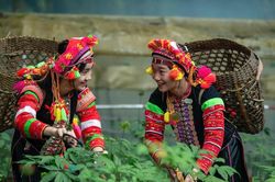 Sắp diễn ra ngày hội tôn vinh giá trị nông sản vùng cao tại Lai Châu