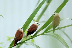 Những cánh chim Di bên sông Hàn