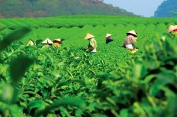 Các trường hợp được miễn thuế đất nông nghiệp đến hết năm 2030