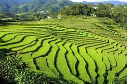 Xã Sì Lở Lầu: Canh tác thích ứng với biến đổi khí hậu