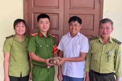 Rùa quý hiếm có nguy cơ tuyệt chủng bò vào nhà dân