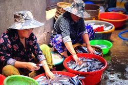 Long đong con cá, phận người