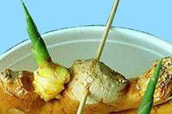 Chơi chậu gừng phong thủy trong nhà: 5 điều cần biết khi trồng giúp bạn đón được vận tốt trước Tết