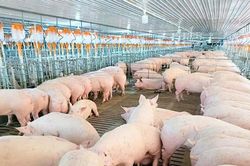 Giá heo hơi hôm nay 14/11: Đà giảm dừng lại, giữ vững đỉnh 50.000 đồng