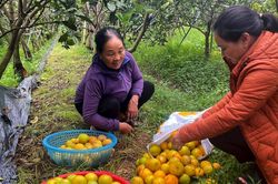 Cam Vinh mất mùa, giá bán cao hơn năm trước