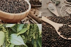 Quảng Trị kiến nghị giải pháp thúc đẩy xuất khẩu nông sản thế mạnh sang EU