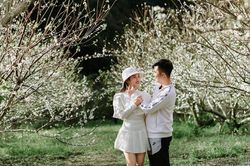 Hoa mận nở sớm, Mộc Châu tỏa sắc trắng tinh khôi giữa tháng 11
