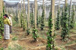 Giá tiêu hôm nay 16/11/2025: Giảm mất đỉnh 146.000 đồng/kg