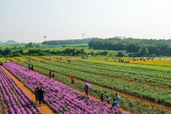 Phát triển chuỗi giá trị nông sản đặc thù gắn với du lịch nông nghiệp bền vững ở miền Tây Nghệ An