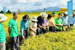 Xây nền tảng kiến thức cho sản xuất lúa phát thải thấp tại An Giang