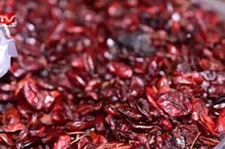 Sự thật phía sau 'biệt dược miền núi' mang tên 'hạt ngọc dương'