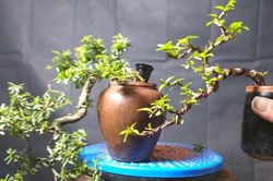 Ý nghĩa phong thủy của từng dáng cây Bonsai