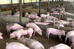 Giá heo hơi hôm nay 19/11: Đồng loạt tăng 1.000-2.000 đồng/kg cả 3 miền