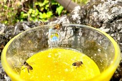 Mùa con ong đi lấy mật trên Cao nguyên đá