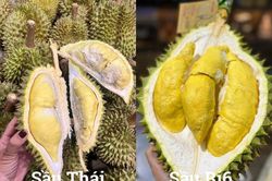So sánh sầu Thái và sầu Ri6, loại nào ngọt và béo hơn?