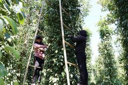 Giá tiêu hôm nay 21/11/2025: 'Cơ hội vàng' để hồ tiêu Việt Nam lấy lại thị phần Mỹ