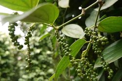 Giá tiêu hôm nay 24/11/2025: Tiếp tục đà tăng tích cực
