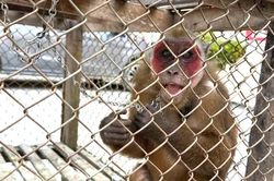 Nghệ An: Người dân giao nộp khỉ mặt đỏ, khỉ mốc quý hiếm