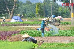 Rau xanh phủ đồng, nông dân Tiền Lệ vào vụ 'được giá'