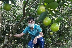 Chanh không hạt - giống mới hứa hẹn ở Nghệ An