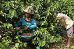 Giá cà phê hôm nay 28/11/2025: Quay trở lại đà giảm
