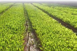 Vinafor (HOSE: VIF) thoái vốn khỏi công ty âm vốn chủ, thu về 58 tỷ đồng: Lộ diện quỹ đất hơn 2.800m2 tại Hồ Tùng Mậu