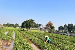 Hợp tác xã Viên Sơn (Hà Nội) phát triển nông sản sạch