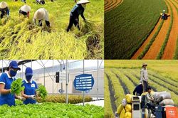 Sản xuất nông nghiệp Hà Tĩnh vượt khó, ước tổng giá trị đạt 14.350 tỷ đồng