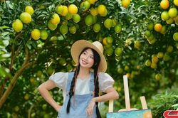 Cam ly vàng óng cao nguyên Mộc Châu