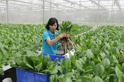 Kinh tế tập thể, hợp tác xã: Góp phần hiện thực hóa mục tiêu xây dựng nông thôn mới