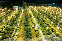 Lung linh làng hoa cúc Kiên Long sau bão lũ