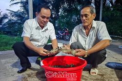 Nâng hiệu quả nuôi tôm với mô hình 2 giai đoạn