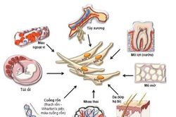 Tế bào gốc chữa được những bệnh gì?